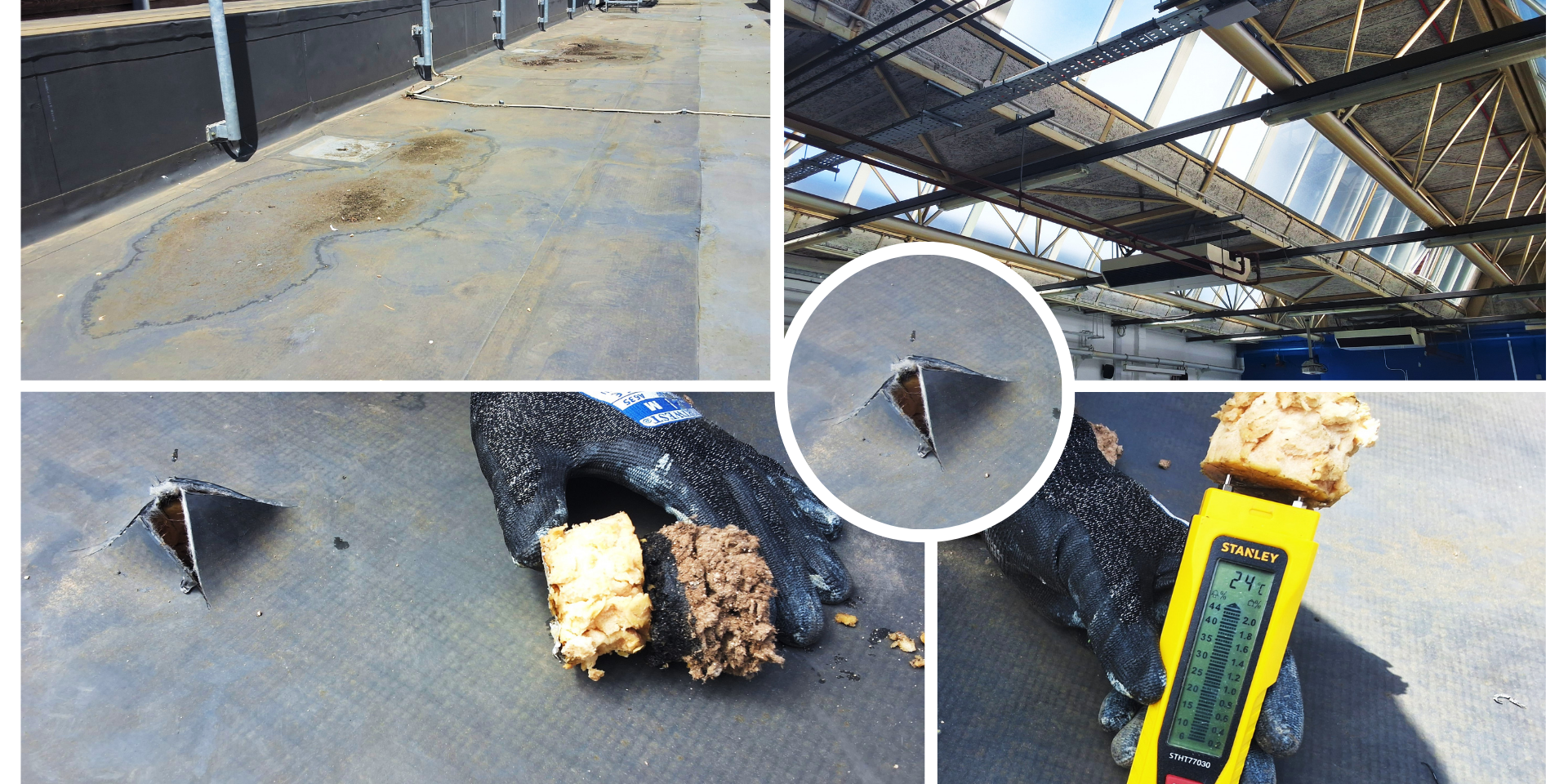 Violet and Green Lavender Photo Collage Instagram Post (Video)